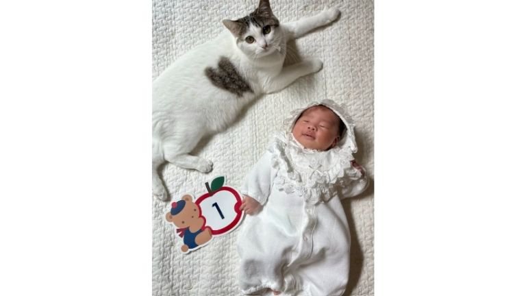 室内にいる猫