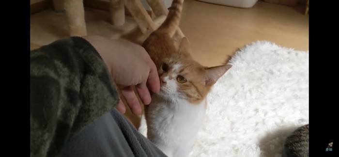 手の匂いを嗅ぐ猫