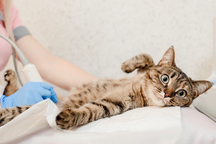 健康診断を受ける猫