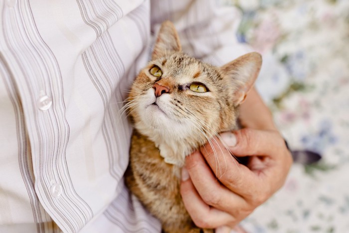 抱かれて見上げる猫