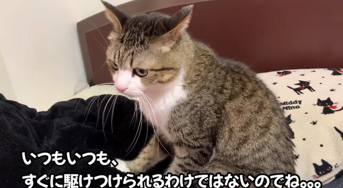 フミフミする猫