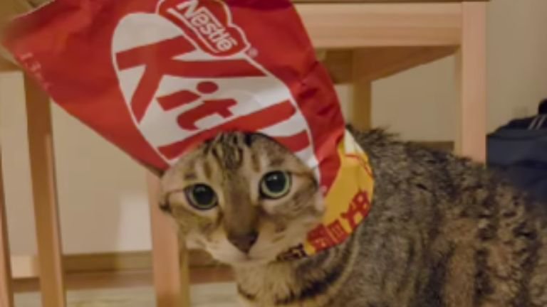 お菓子の袋を被っている猫