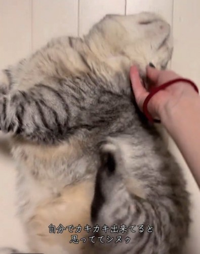 足をパタパタさせる猫