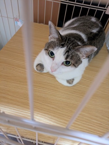 くつろぐ猫