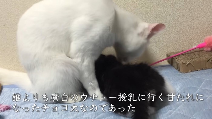 白猫のおっぱいを吸う子猫