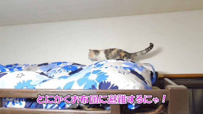 ベッドの上を歩く猫