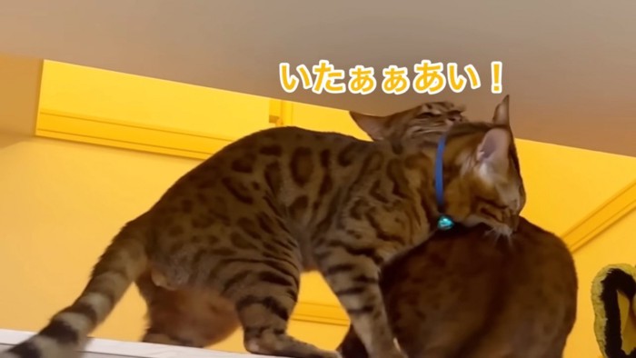 猫の背中に噛みつく青い首輪の猫