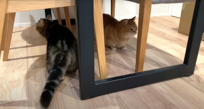 うろつく猫2匹
