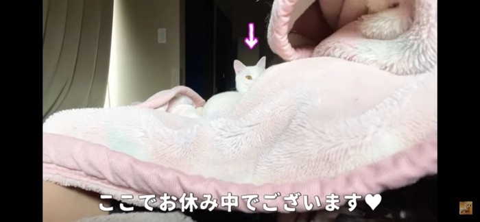 トコちゃん