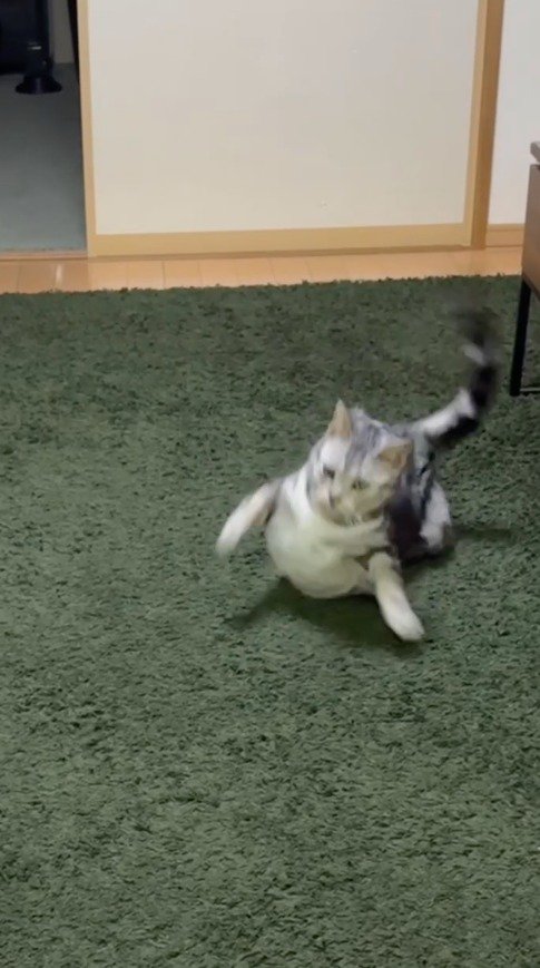 床に手足をつけた体勢になる猫