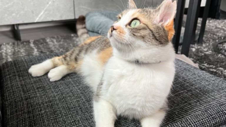 室内にいる猫