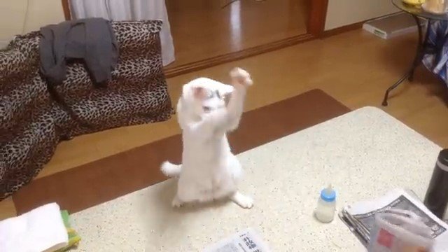 両手を上に伸ばす猫