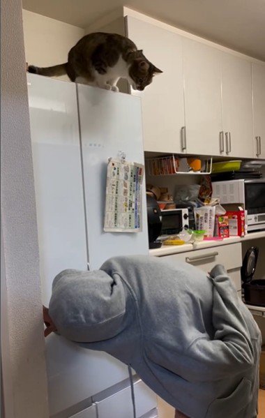 冷蔵庫の上に座っている猫とそれを見ている人
