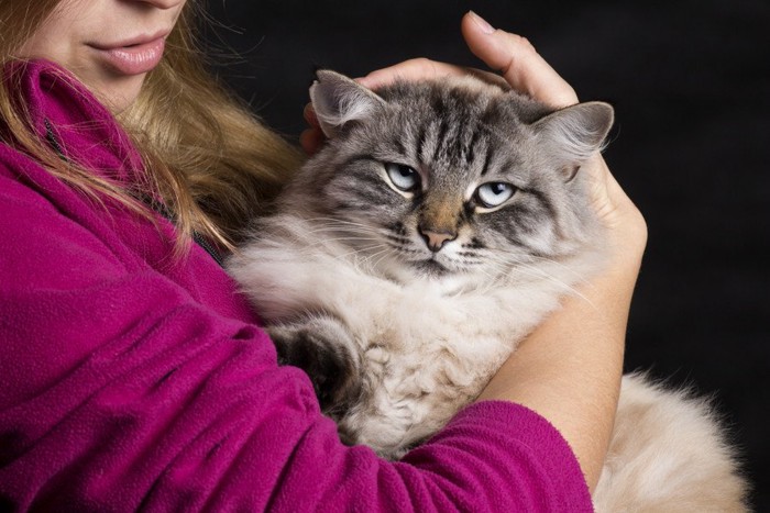 女性に撫でられ嫌そうな猫