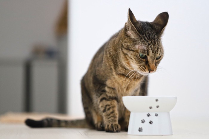 食欲不振の猫