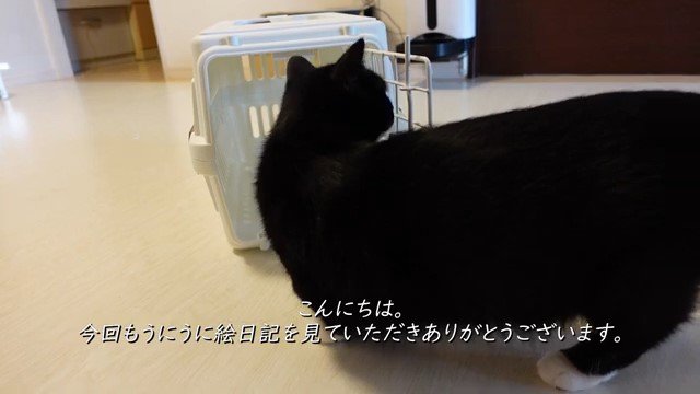 キャリーバッグを覗く猫