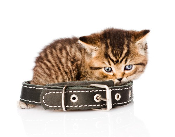 首輪に乗る子猫