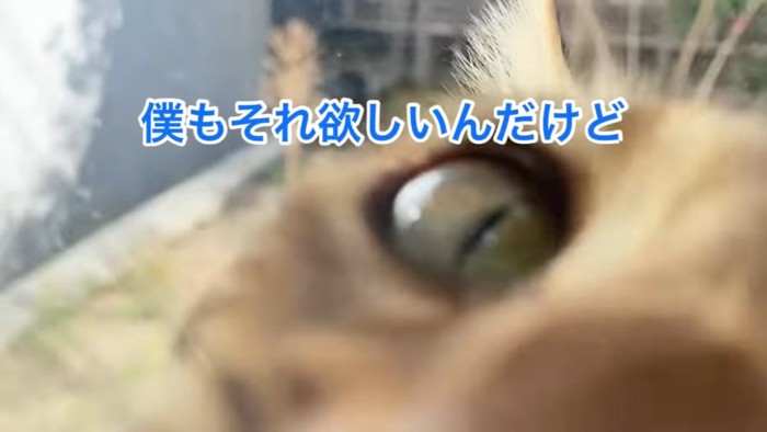 猫の目