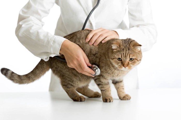 猫に聴診器をあてる獣医師