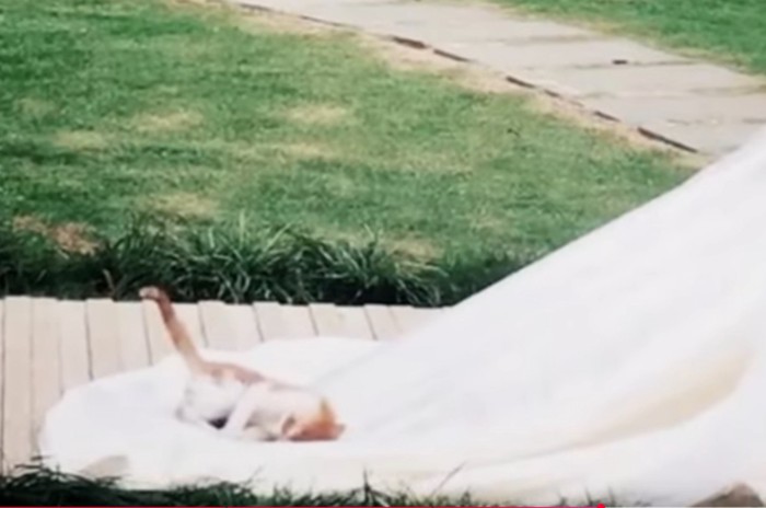 花嫁のベールの上で寝る猫