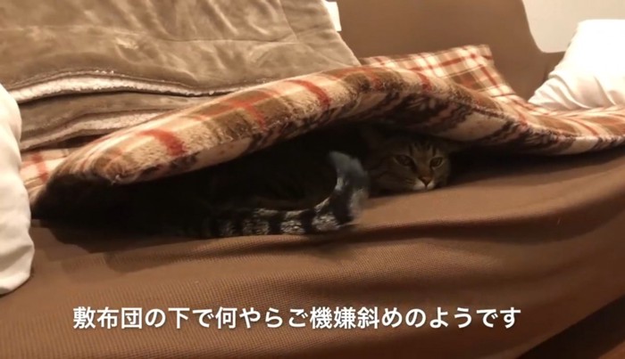 ソファの座布団の下に潜り込んでいる猫
