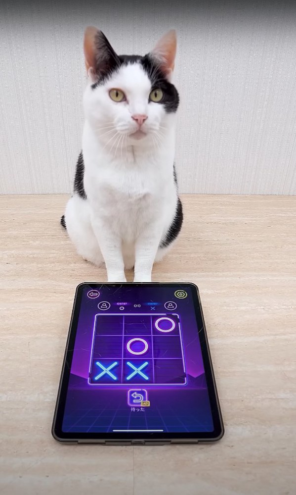 マルバツゲーム中のタブレットの前に座ってカメラを見つめる猫(◯2×2)