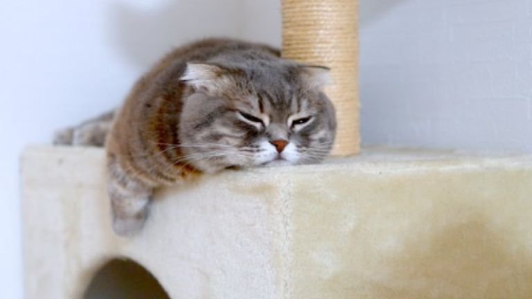 室内にいる猫