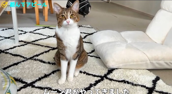 座っている猫