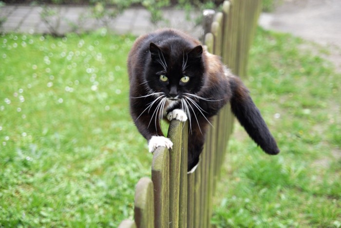 塀の上でバランスを取る猫