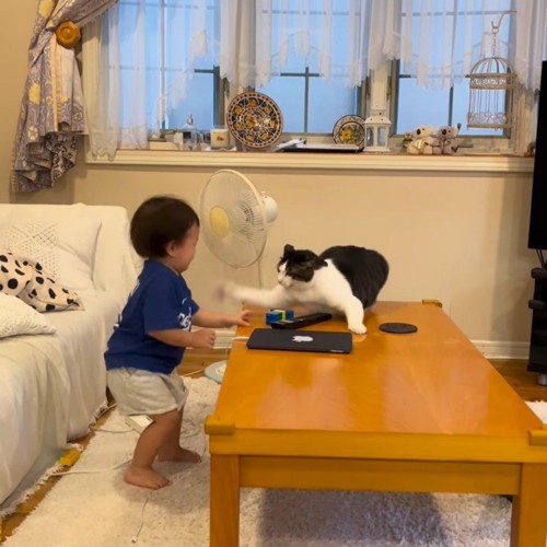 猫パンチする猫