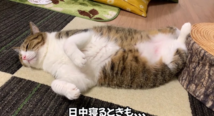 お腹を出す猫