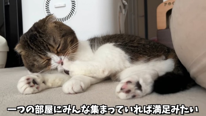 足の手入れをする猫