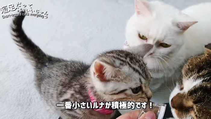 3匹の猫