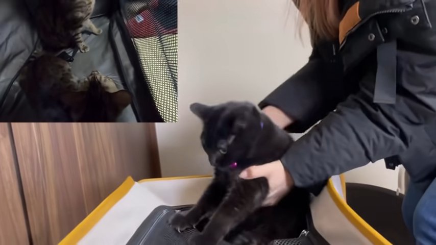 ケージに入れられる黒猫