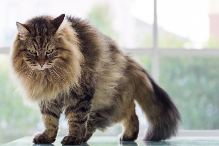 立ち上がるサイベリアン