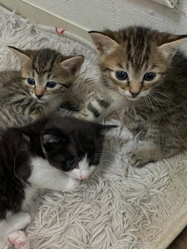カーペットの上にいる3匹の子猫
