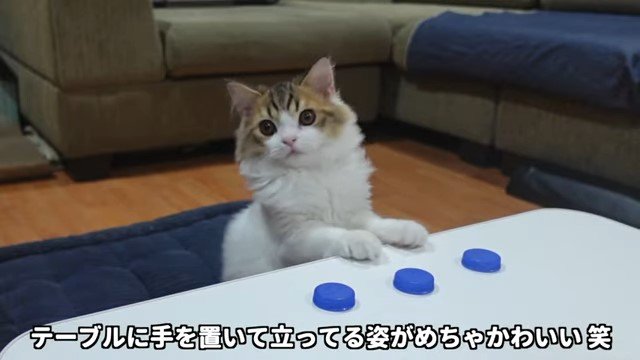 立ち上がる子猫