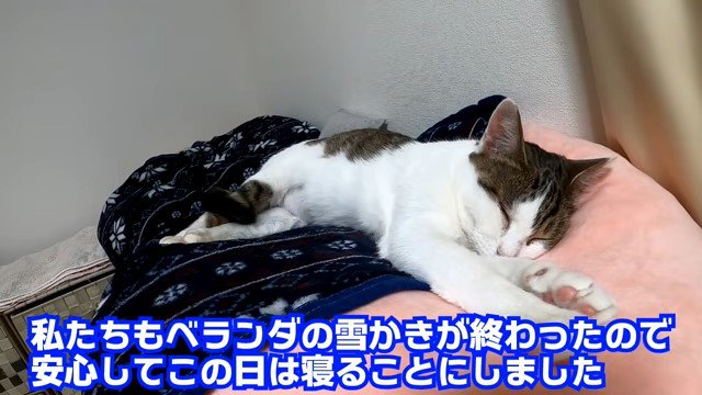 クッションの上で寝る猫