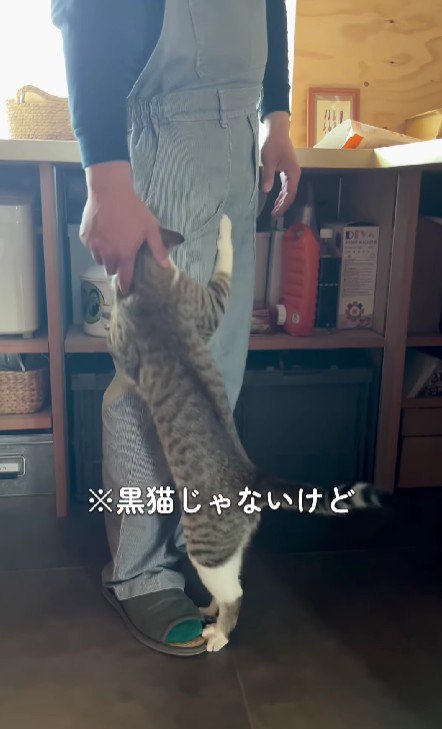 飼い主の脚にしがみつく猫