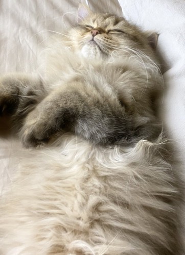 眠る猫