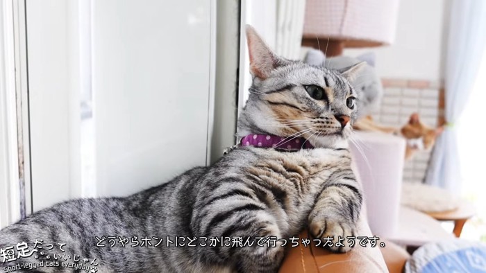 寝そべる猫