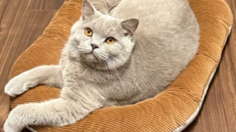 室内にいる猫