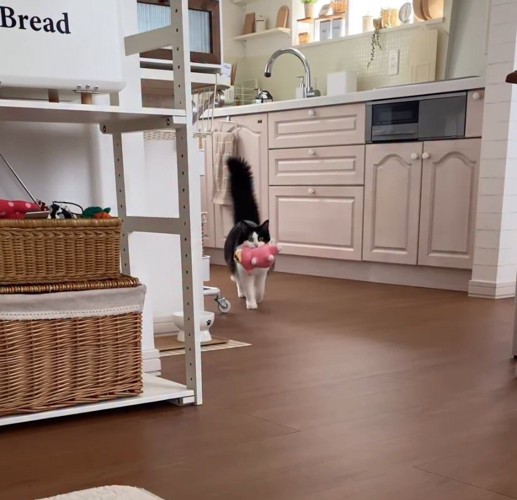 キッチンから飼い主の方へ歩いてくる猫