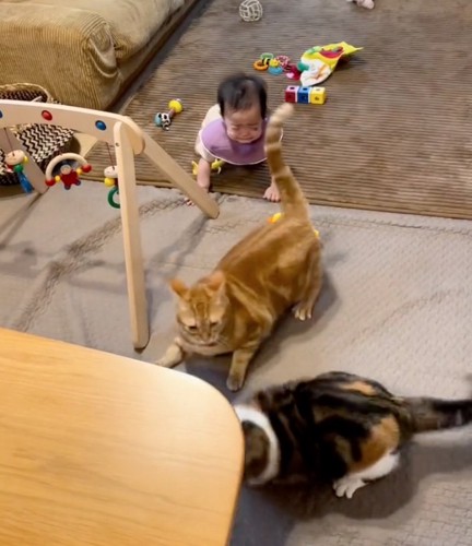 移動する猫たち