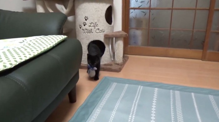 おもちゃをくわえてくる猫