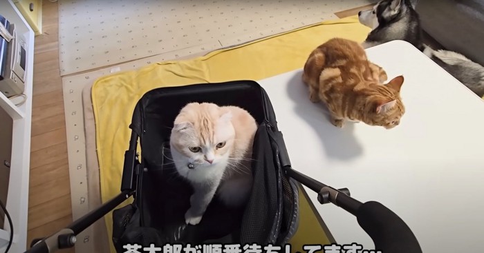 机に乗る猫