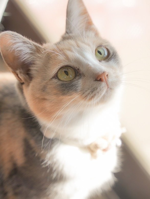 母猫