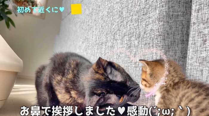 鼻チューする猫