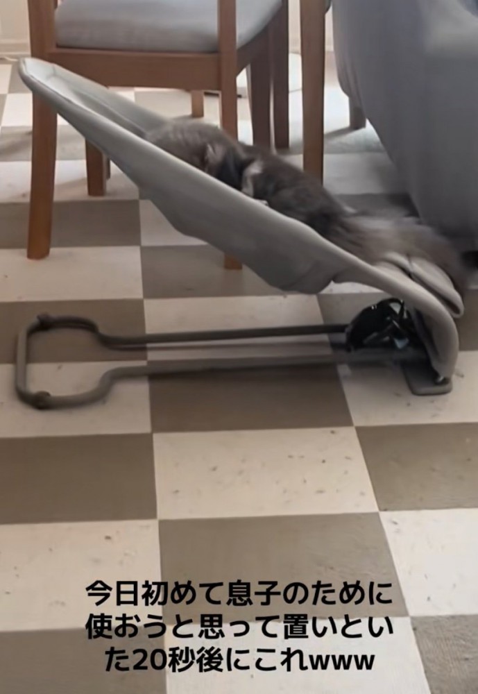 バウンサーを使う猫