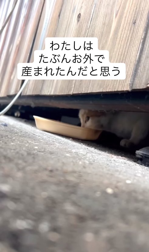 建物の隙間でご飯を食べている猫